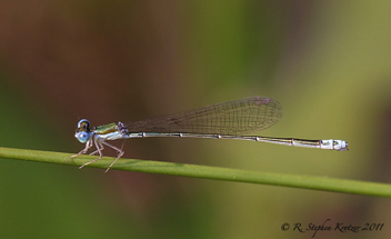 Nehalennia gracilis, female